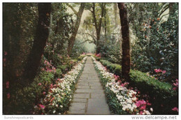 Alabama Mobile Bellingrath Gardens Path Lined With Camellias And Azaleas - Mobile