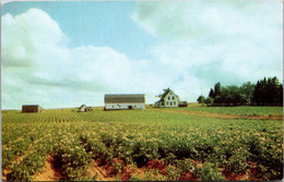 Canada Prince Edward Island Potato Field In Full Bloom - Autres & Non Classés