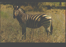 Zebra - Krugerwildtuin - Zebre