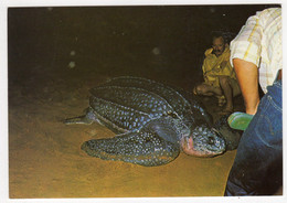 CPSM Guyane Tortue Luth Venant Pondre Sur La Plage Des Hattes Awala Yalimapo éditeur G Delabergerie à Cayenne - Tortues