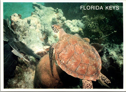 Florida Keys Huge Loggerhead Sea Turtle On The Reef - Key West & The Keys