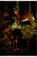 New York Adirondacks Two Beautiful Deer - Adirondack