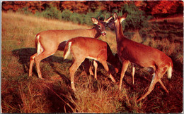 New York Adirondacks Deer Family - Adirondack