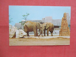 Elephants  Louisville KY. Zoo.   Ref 5599 - Éléphants