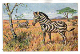 (Illustrateurs) 1356, Hoffmann Ad, WSSB 7034, Un Zebre - Hoffmann, Ad.