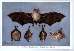 FORT - Ca 1960 - Zoogdieren/Mammifères - 49 - Kleine Hoefijzerneus, Petit Fer à Cheval, Bat, Chiroptera, Chauves-souris - Sin Clasificación