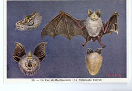 FORT - Ca 1960 - Zoogdieren/Mammifères - 50 - Euryale-Hoefijzerneus, Rhinolophe Euryale, Bat, Chiroptera, Chauves-souris - Sin Clasificación