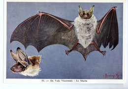 FORT - Ca 1960 - Zoogdieren/Mammifères - 51 - Vale Vleermuis, Murin, Bat, Chiroptera, Chauves-souris - Sin Clasificación