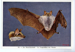 FORT - Ca 1960 - Zoogdieren/Mammifères - 52 - Meervleermuis, Vespertilion Des Marais, Bat, Chiroptera, Chauves-souris - Sin Clasificación