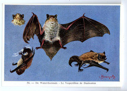 FORT - Ca 1960 - Zoogdieren/Mammifères - 56 - Watervleermuis, Vespertilion De Daubenton, Bats, Chauve Souris - Sin Clasificación