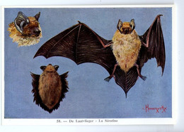 FORT - Ca 1960 - Zoogdieren/Mammifères - 58 - Laatvlieger, Sérotine, Bats, Chauve Souris, Fledermäuse - Sin Clasificación