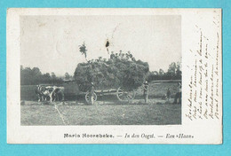 * Sint Maria Horebeke (Oost Vlaanderen) * In Den Oogst, Een Haan, Attelage, Agriculteur, Vache, Animée, Chariot, Foin - Horebeke