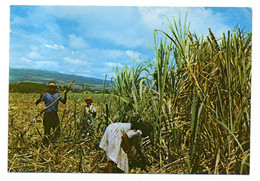 Réunion -- 1999 --Coupeurs De Canne à Sucre ( Animée) ...........à Saisir - Otros & Sin Clasificación