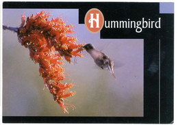 ♥️Desert Hummingbird (archilochus Alexander) Hummingbird And Ocotillo Bloom. Tempe, Arizona (BAK-5,2) Amerika - U.S.A - Tempe