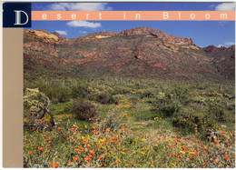 ♥️ Desert In Bloom.Springtime In The Soutwest Desert. Tempe, Arizona (BAK-5,2) Amerika - U.S.A - Tempe