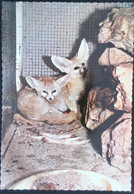 ► Renard Des Sables FENNEC Desert Fox -   Volières Parc Zoologique "LA MOINEAUDIERE" 88  VOGES  Xonrupt-Longemer - Andere