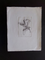 Gravure ( 32 X 25 Cm ) " La Danse Des Oiseaux " - Prints & Engravings