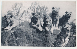 New York Bronx ZOO, USA - Lion - Bronx