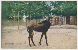 New York Bronx ZOO, USA - Sable Antelope - Bronx