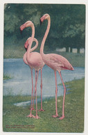New York Bronx ZOO, USA - Flamingo - Bronx