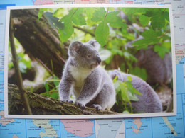 Koala - Otros