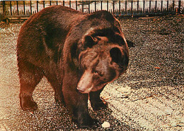 Animaux - Ours - Parc De La Tête D'Or De Lyon - Ours Brun - Zoo - Bear - CPM - Carte Neuve - Voir Scans Recto-Verso - Ours
