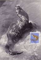 SUISSE Carte Maximum - Loutre - Maximumkarten (MC)