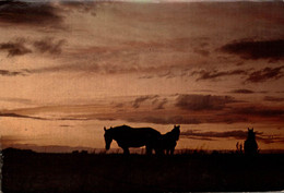 AU SOLEIL DE LA CAMARGUE COUCHER DE SOLEIL SUR LES ETANGS - Contre La Lumière