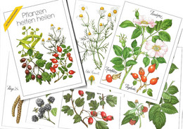 Cofanetto Con 12 Cartoline Tedesche PIANTE MEDICINALI "Pflanzen Helfen Heilen" = "Le Piante Aiutano A Guarire". - Medicinal Plants