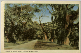 Trinidad - Avenue Of Saman Trees - Trinidad