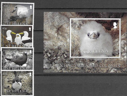 ST. HELENA, 2021, MNH, BIRDS, PARENTING IN SEABIRD COLONIES OF ST. HELENA, 4v+S/SHEET - Otros
