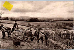 *°   LIMONEST Institut Agricole De Sandar - Les Vendanges - Limonest