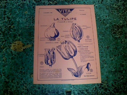 Vieux Papier Protège- Cahier Graines Vita Tulipes - V