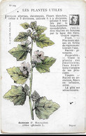 Plantes - Les Plantes Utiles-  Guimauve - Plantas Medicinales
