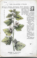 Plantes - Les Plantes Utiles-  Guimauve - Piante Medicinali