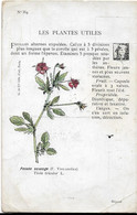 Plantes - Les Plantes Utiles-    Pensee Sauvage - Medicinal Plants