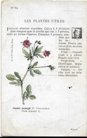 Plantes - Les Plantes Utiles-    Pensee Sauvage - Plantes Médicinales