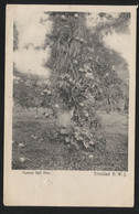 TRINIDAD B.W.J  1904 - Cannon Ball Tree - Trinidad