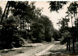 St Brévin L'océan * Les Rochelets * Chemin Dans Le Sous Bois - Saint-Brevin-l'Océan