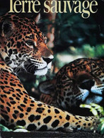 ► CPSM  Couple Jaguars Au Belize - Belice