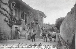 HERMANCE → Rue Du Midi, Paysan Avec Son Attelage De Bœufs 1909 - Hermance