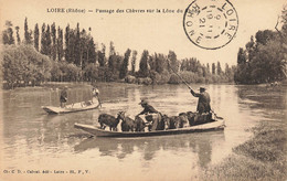 69 - RHÔNE - LOIRE-SUR-RHÔNE - Passage Des Chèvres Sur La Lône Du Rhône - Superbe - 10335 - Loire Sur Rhone