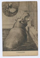 L'Hippotame - Hipopótamos