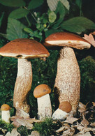 Carte Neuve Bolet Orangé - Mushrooms