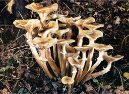Carte Neuve Armillaire Couleur De Miel - Mushrooms