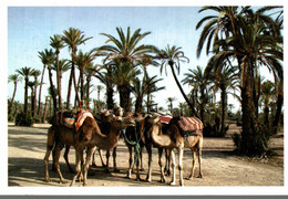 MAROC MARRAKECH LES JARDINS DE LA PALMERAIE - Marrakech
