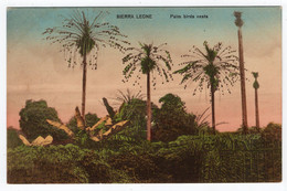 SIERRA LEONE - Palm Birds Nests - Litherfield, Canning & Ashworth - Sierra Leone