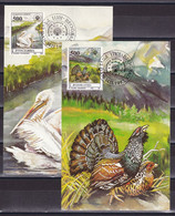 Yugoslavia 1992 European Nature Protection Birds Fauna Pelicans Wood-grouse Maximum Card CM - Briefe U. Dokumente