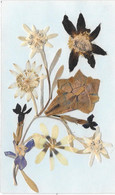 FLEURS  SECHEES, NATURELLES - HERBIER - Fleurs Des Montagnes, Edelweiss - Flowers