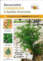 Reconnaître L'AMBROISIE à Feuilles D'armoise Et Comment Participer à Sa Lutte - A. Green Plants